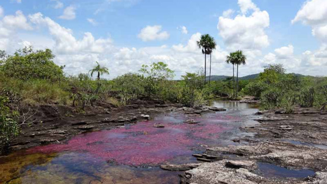 <strong>Kolumbien</strong>- Cao Cristales - Fluss der 7 Farben