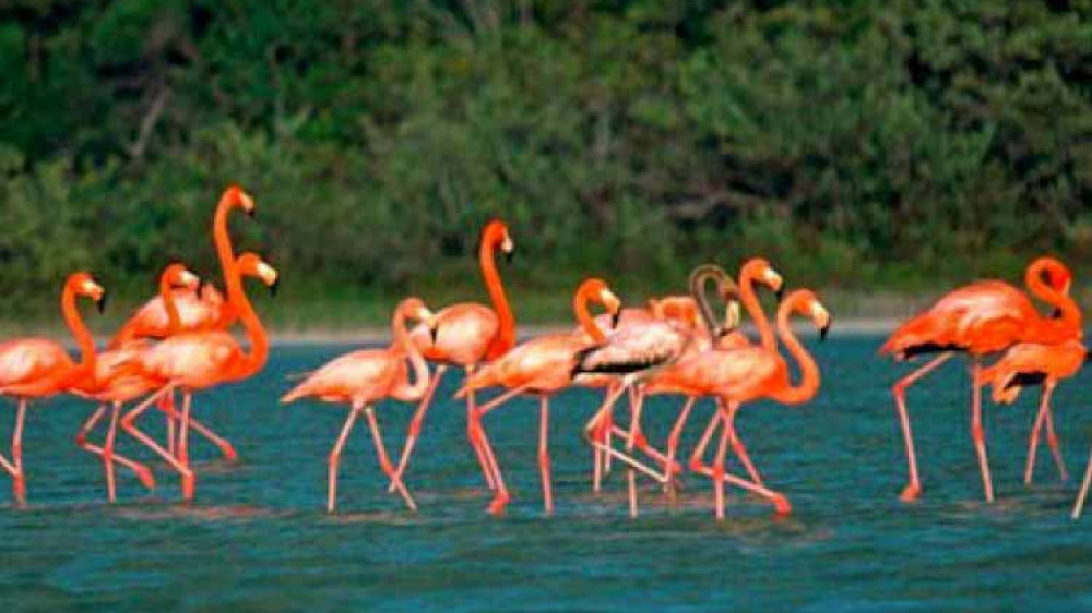 Flamingos ()