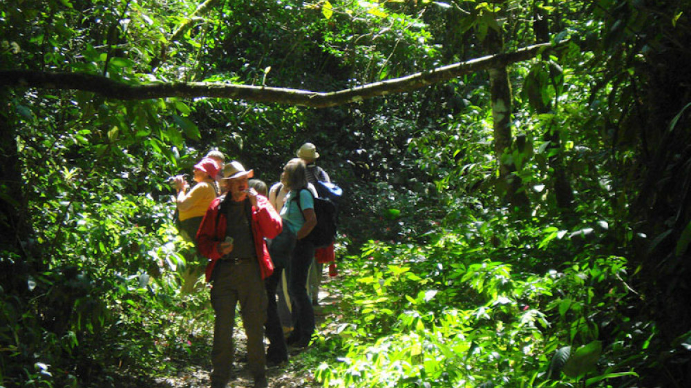 Wanderung im Wald (aventoura do brasil)