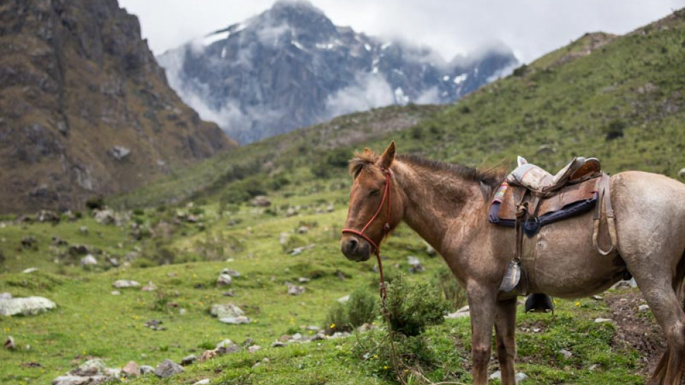 Beautiful horses and a ranch high up in the mountains of the Peruvian countryside near Lake Humantay  (Copyright (c) 2018 Evan Austen/Shutterstock.  No use without permission.)