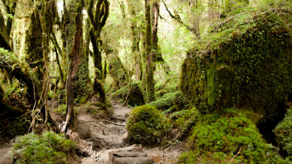 Queulat Nationalpark ()