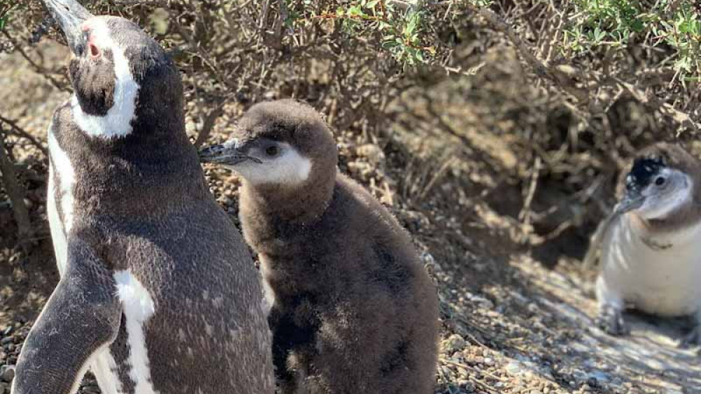 Pinguine San Lorenzo (Sabine)