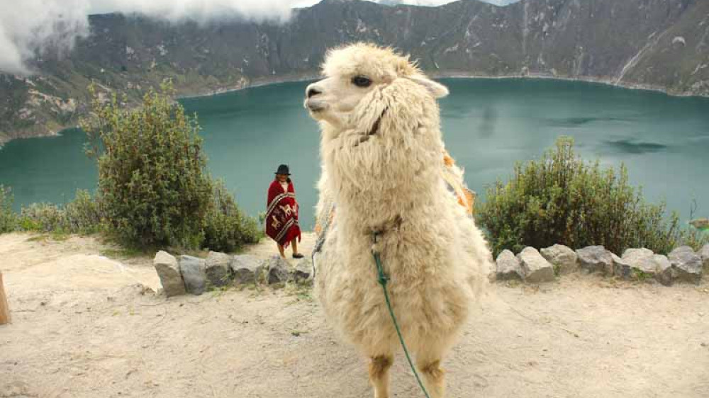 Lama vorm Bergsee Quilotoa ()