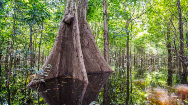 <strong>Amazonas Regenwald-Abenteuer</strong>